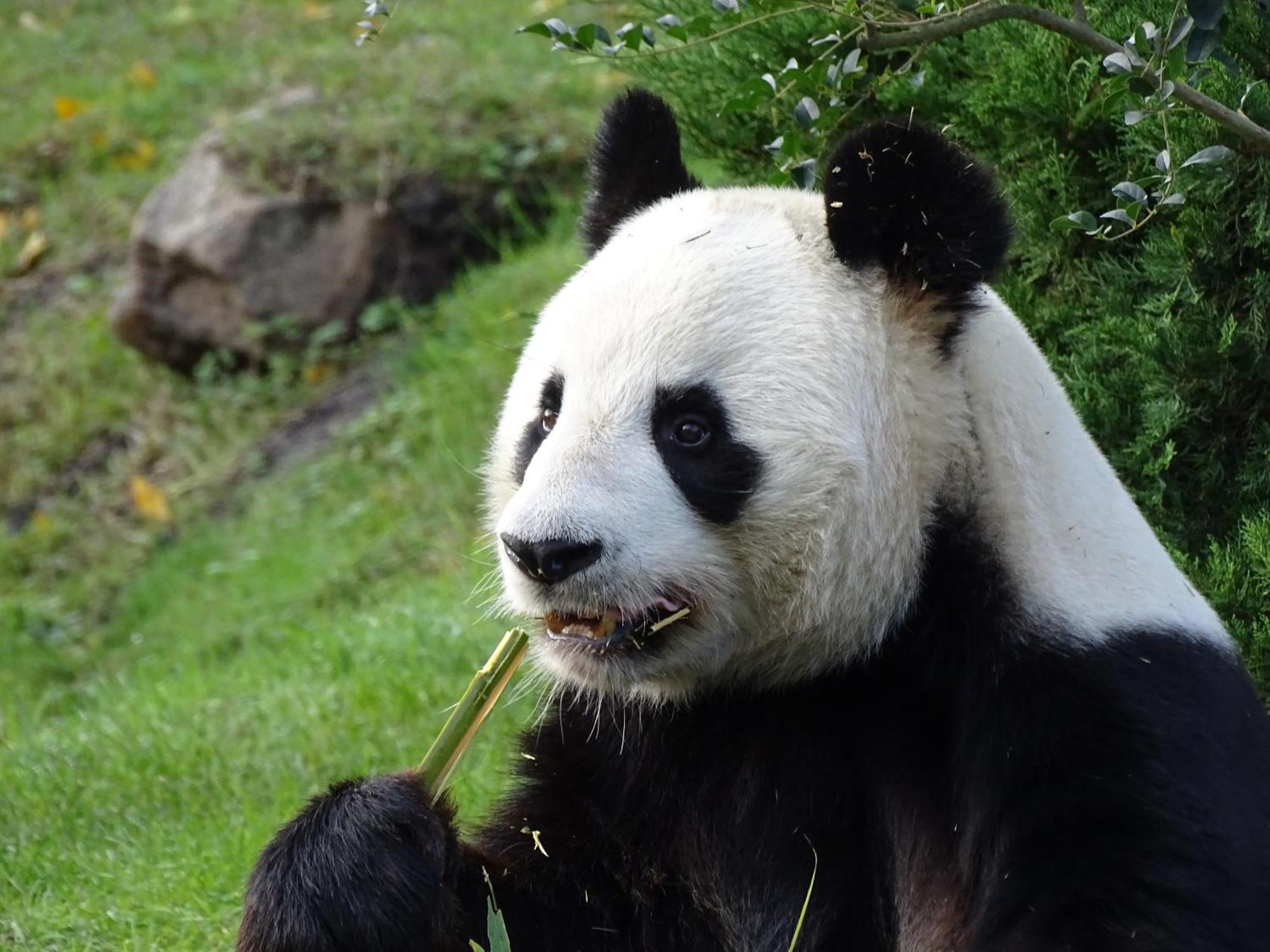 Trainefeuilles - Chambres D'Hotes Proche Zoo De Beauval Le Controis-en-Sologne Kültér fotó