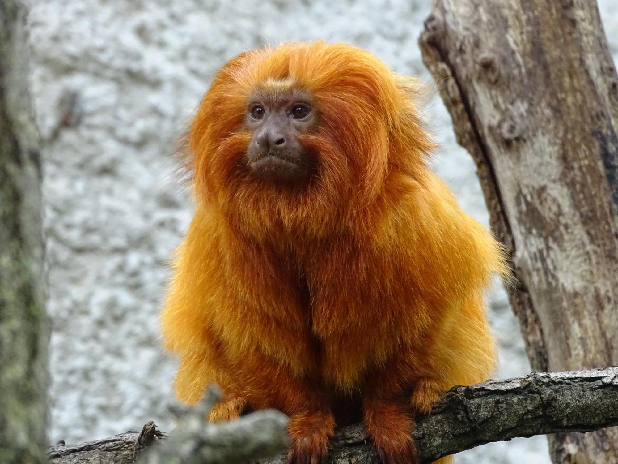 Trainefeuilles - Chambres D'Hotes Proche Zoo De Beauval Le Controis-en-Sologne Kültér fotó